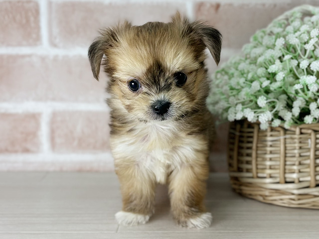 京都府のチワマル/マルチワ(チワワ×マルチーズ) (ペッツファースト京都店/2025年10月1日生まれ/女の子/レッドホワイト)の子犬の1枚目の画像