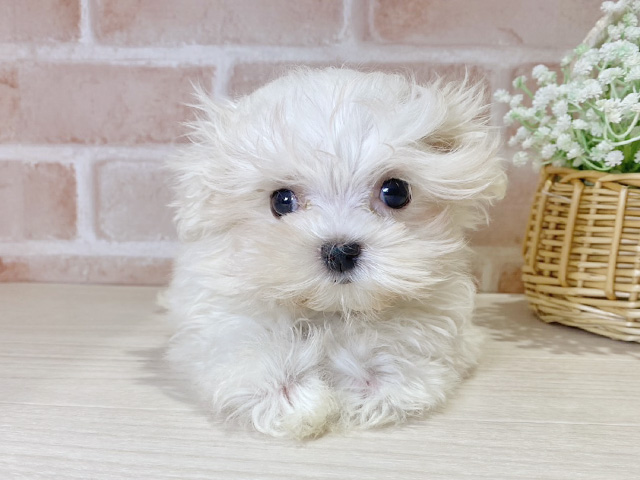 岡山県のマルプー(マルチーズ×プードル) (ペッツファースト倉敷店/2025年10月1日生まれ/男の子/ホワイトクリーム)の子犬の1枚目の画像