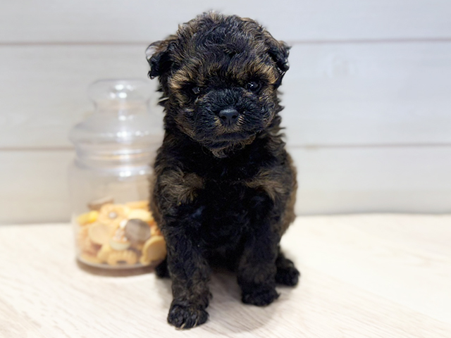 群馬県のトイプードル(タイニー) (ペッツファースト高崎店/2025年10月2日生まれ/男の子/ブリンドル)の子犬の1枚目の画像