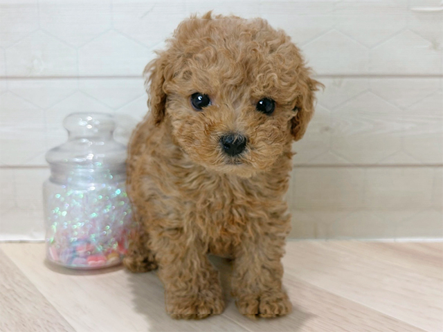 埼玉県のトイプードル(タイニー) (ペッツファーストレイクタウン店/2025年9月30日生まれ/女の子/アプリコット)の子犬の1枚目の画像