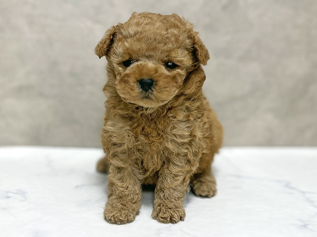 東京都のトイプードル(ティーカップ) (ペッツファースト池袋店/2025年10月2日生まれ/男の子/アプリコット)の子犬の1枚目の画像