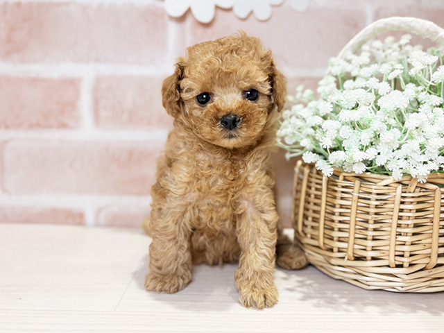 岡山県のトイプードル(ティーカップ) (ペッツファースト倉敷店/2025年10月2日生まれ/女の子/アプリコット)の子犬