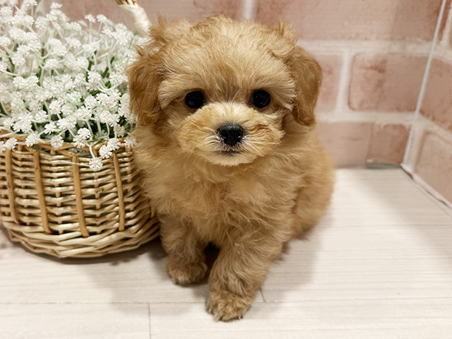東京都のトイプードル(ティーカップ) (ペッツファースト町田店/2025年10月2日生まれ/女の子/アプリコット)の子犬の1枚目の画像