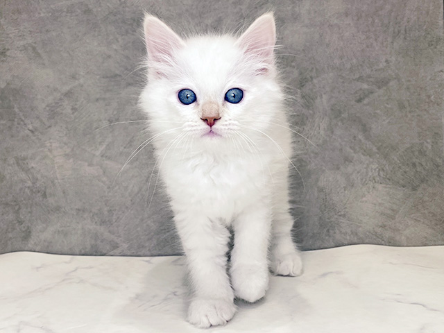 千葉県のラグドール (ペッツファーストららぽーとTOKYO-BAY店/2025年10月2日生まれ/男の子/レッドポイント)の子猫の1枚目の画像