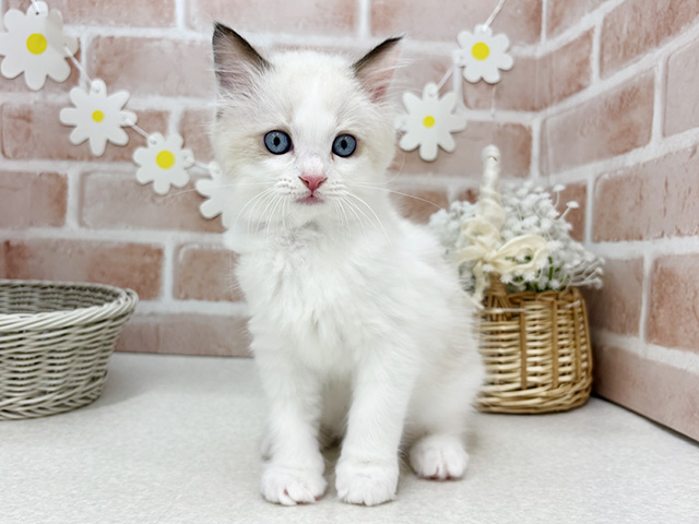 東京都のラグドール (ペッツファーストお台場店/2025年10月2日生まれ/女の子/シールポイントバイカラー)の子猫