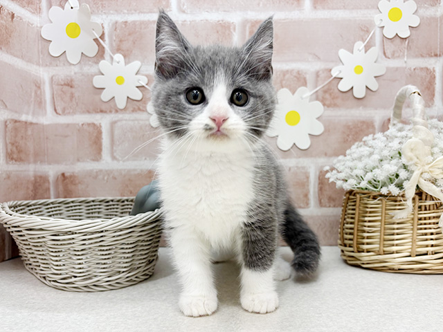東京都のブリティッシュショートヘアー (ペッツファーストお台場店/2025年10月2日生まれ/男の子/ブルーホワイト)の子猫