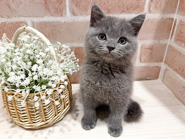 ブリティッシュ