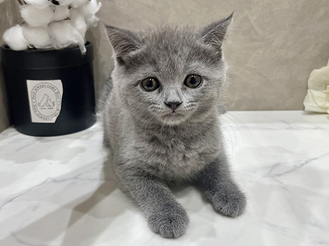 愛知県のブリティッシュショートヘアー (ペッツファースト名古屋栄店/2025年10月2日生まれ/女の子/ブルー)の子猫の1枚目の画像