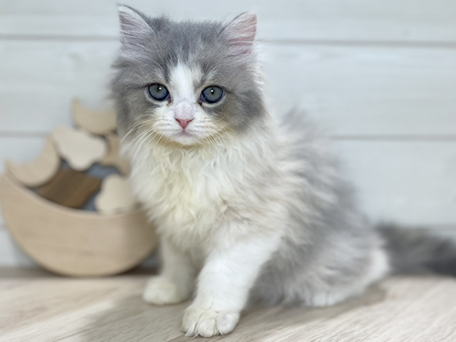 東京都のサイベリアン (ペッツファースト吉祥寺本店/2025年9月17日生まれ/女の子/ダイリュートキャリコ)の子猫