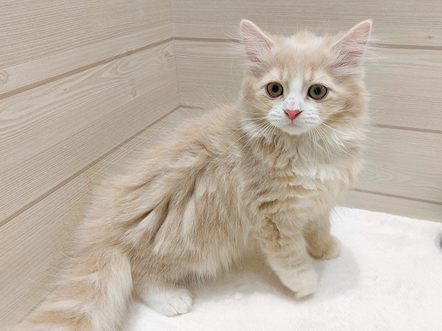 広島県のサイベリアン (ペッツファースト広島府中店/2025年9月11日生まれ/男の子/クリームタビーホワイト)の子猫の1枚目の画像