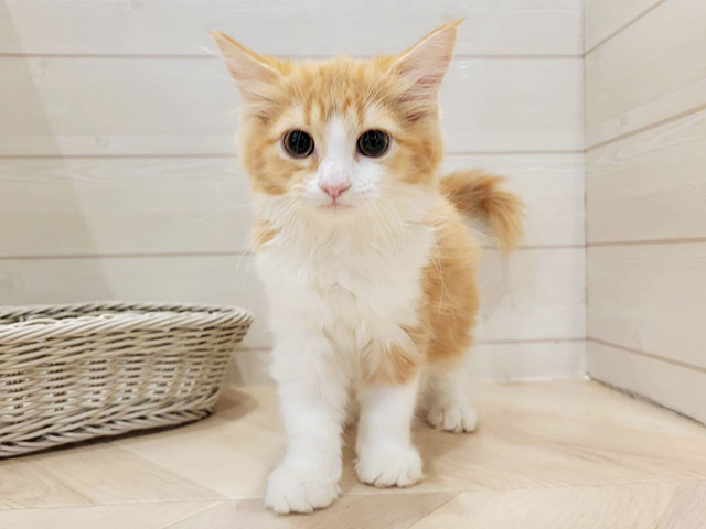埼玉県のサイベリアン (ペッツファーストカインズ浦和美園店/2025年9月11日生まれ/女の子/レッドタビーホワイト)の子猫の1枚目の画像