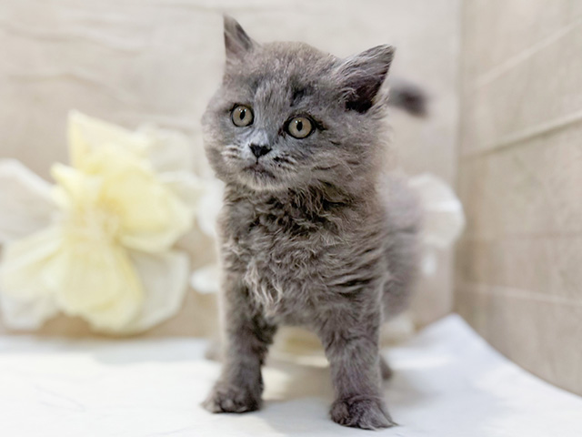 東京都のサイベリアン (ペッツファースト恵比寿店/2025年10月2日生まれ/男の子/ブルー)の子猫