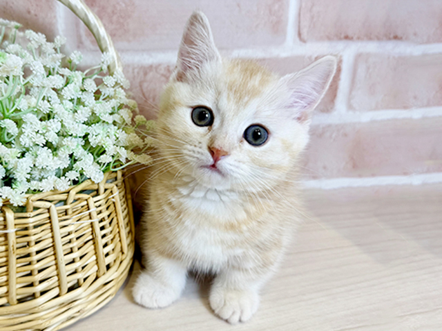 大阪府のマンチカン (ペッツファースト北心斎橋店/2025年10月2日生まれ/男の子/クリームタビー)の子猫の1枚目の画像