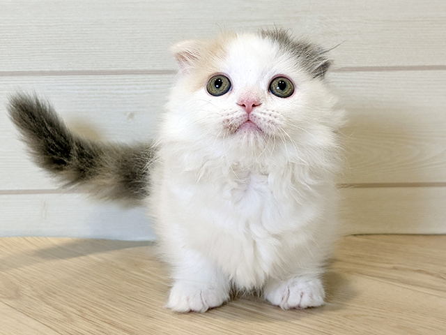 静岡県のマンチカン (ペッツファースト富士宮店/2025年9月30日生まれ/女の子/ダイリュートキャリコ)の子猫