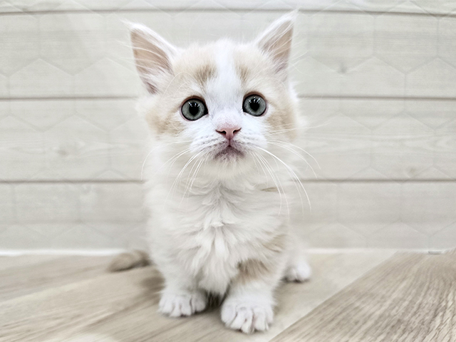 東京都のマンチカン (ペッツファースト吉祥寺サンロード店/2025年9月30日生まれ/男の子/クリームタビーホワイト)の子猫