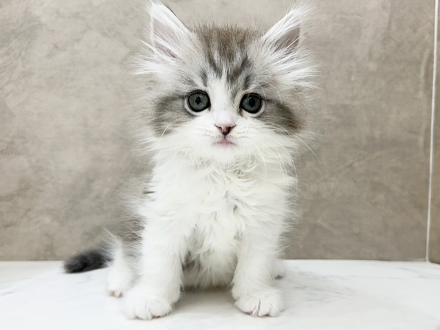 京都府のサイベリアン (ペッツファースト京都四条河原町店/2025年10月1日生まれ/女の子/ブルータビーホワイト)の子猫