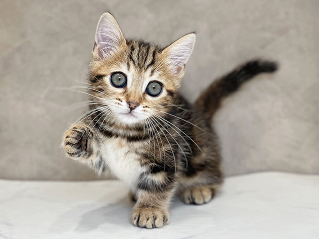 千葉県のジェネッタ (ペッツファーストららぽーとTOKYO-BAY店/2025年10月2日生まれ/女の子/ブラウンマーブルタビー)の子猫の1枚目の画像