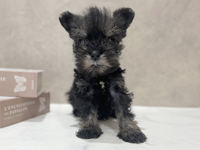 ミニチュアシュナウザー