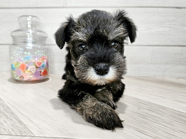 ミニチュアシュナウザー