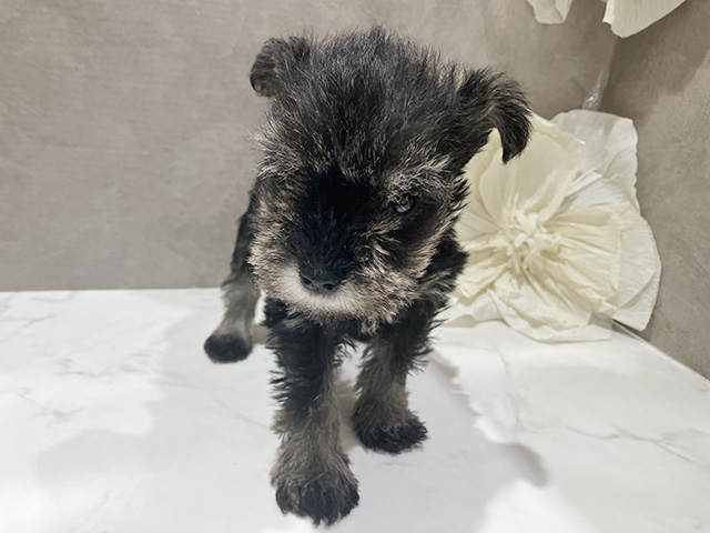 秋田県のミニチュアシュナウザー (ペッツファースト秋田店/2025年10月2日生まれ/女の子/ソルトペッパー)の子犬