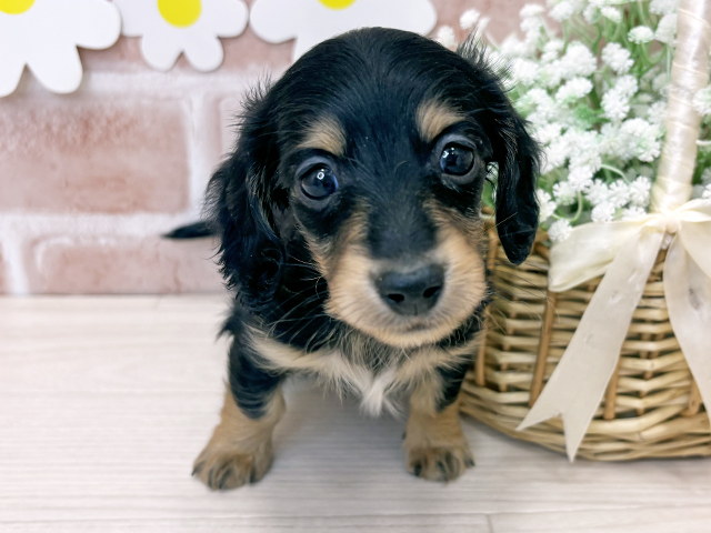 ミニチュアダックスフンド