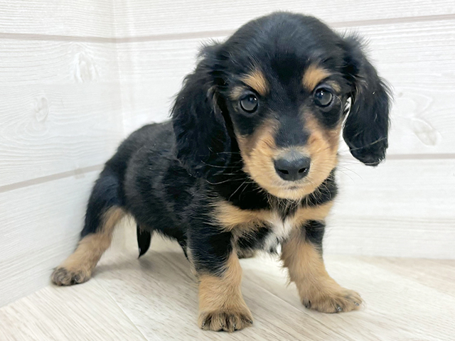 ミニチュアダックスフンド