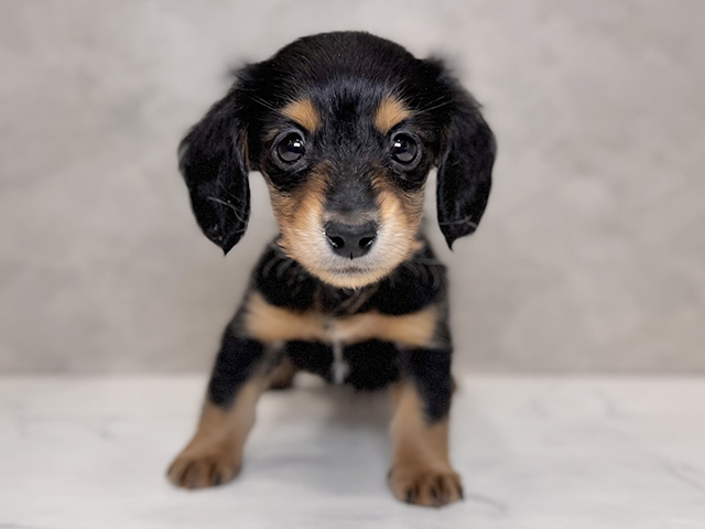 埼玉県のミニチュアダックスフンド(ロング) (ペッツファーストPETEMOレイクタウンmori店/2025年10月2日生まれ/女の子/ブラックタン)の子犬の1枚目の画像