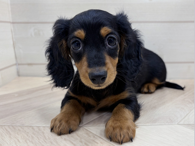 埼玉県のミニチュアダックスフンド(ロング) (ペッツファーストふじみ野店/2025年10月1日生まれ/女の子/ブラックタン)の子犬の1枚目の画像