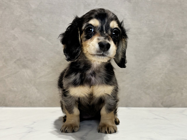 東京都のミニチュアダックスフンド(ロング) (ペッツファースト神楽坂店/2025年10月1日生まれ/女の子/シルバーダップル)の子犬の1枚目の画像