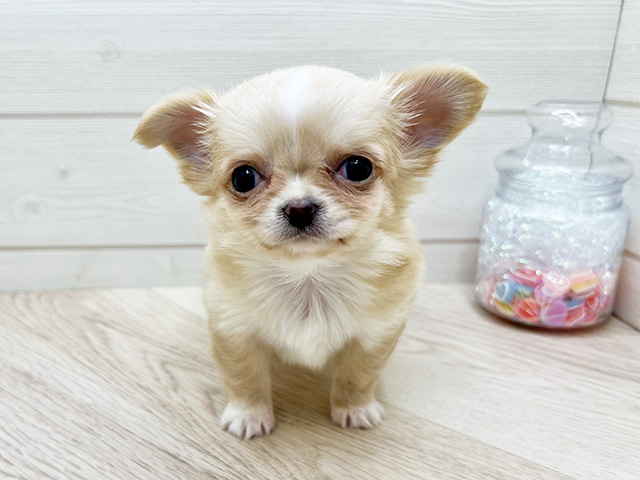 東京都のチワワ(ロング) (ペッツファースト渋谷店/2025年10月2日生まれ/男の子/クリームホワイト)の子犬の1枚目の画像