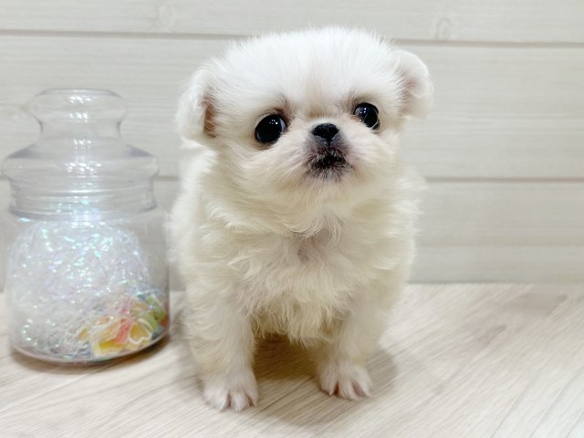 大阪府のペキニーズ (ペッツファーストららぽーと門真店/2025年10月2日生まれ/女の子/ホワイト)の子犬