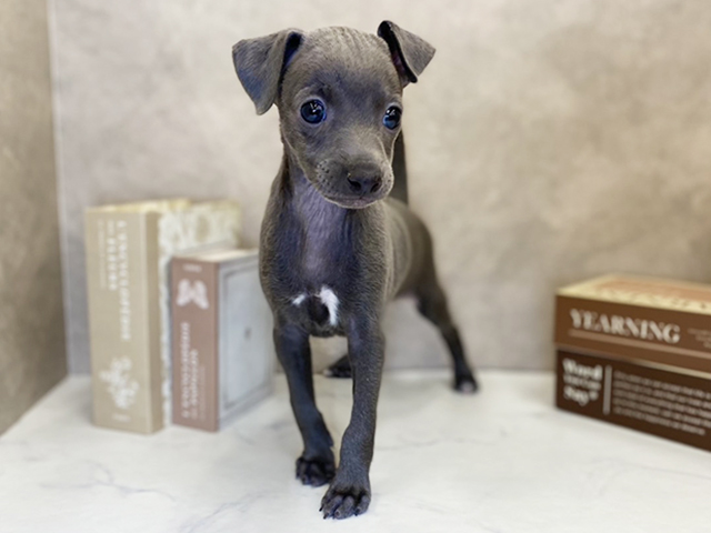 奈良県のイタリアングレーハウンド (ペッツファースト橿原店/2025年10月1日生まれ/男の子/ブルー)の子犬の1枚目の画像