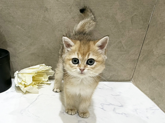 大阪府のブリティッシュショートヘアー (ペッツファースト難波店/2025年9月24日生まれ/女の子/シェーデットゴールデン)の子猫