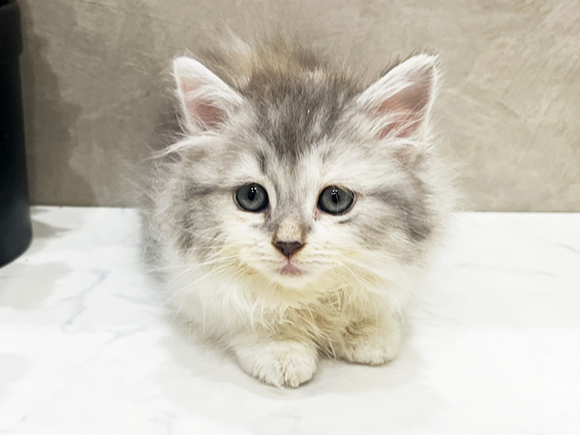 子猫の詳細情報 (愛知県/2025年10月1日生まれ/女の子/シルバーパッチド