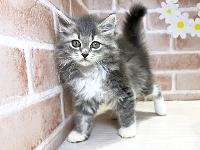 岡山県のラガマフィン (ペッツファースト倉敷店/2025年10月1日生まれ/女の子/ブルーマッカレルタビーホワイト)の子猫の1枚目の画像