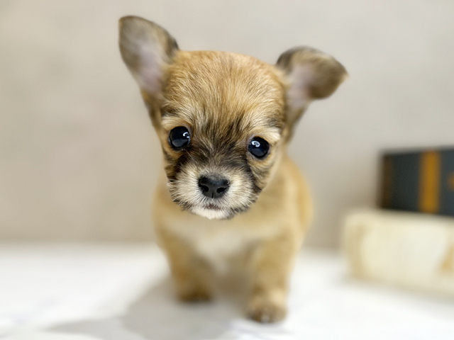 大阪府のチワックス(チワワ×ダックス) (ペッツファースト茶屋町店/2025年10月1日生まれ/男の子/シェーデットイエロー)の子犬の1枚目の画像