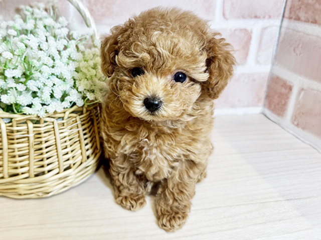 大阪府のトイプードル(ティーカップ) (ペッツファースト北心斎橋店/2025年10月2日生まれ/女の子/レッド)の子犬の1枚目の画像