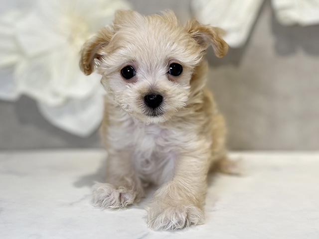 東京都のチワプー/プーチー(チワワ×プードル) (ペッツファースト下北沢店/2025年10月2日生まれ/男の子/アプリコット)の子犬の1枚目の画像