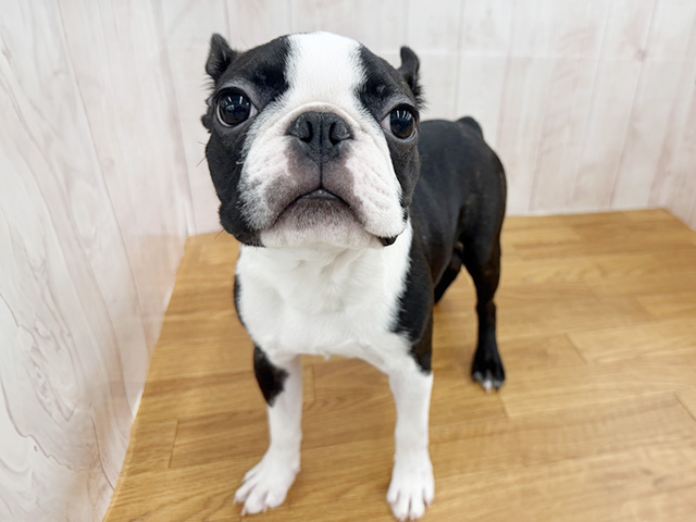 ボストンテリア, 性別 男の子, 誕生日 2025/09/15, 毛色 ボストンカラー, 出身 群馬県, 店舗 埼玉大井店(埼玉県), お問い合わせ番号 100840920