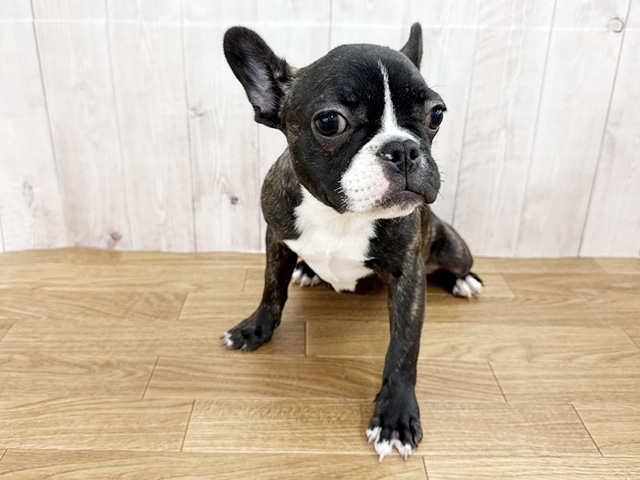 埼玉県のフレンチブルドッグ (ペッツファースト埼玉大井店/2025年10月2日生まれ/女の子/ブリンドル)の子犬の1枚目の画像