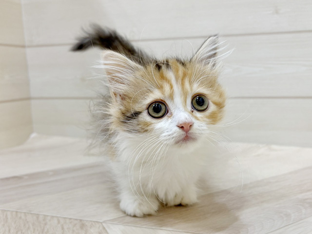 福岡県のマンチカン (ペッツファースト福岡天神店(c)/2025年10月1日生まれ/女の子/キャリコ)の子猫の1枚目の画像