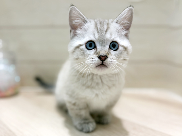 埼玉県のマンチカン (ペッツファーストレイクタウン店/2025年10月3日生まれ/男の子/ブルーリンクスポイント)の子猫の1枚目の画像