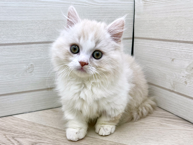 東京都のマンチカン (ペッツファースト渋谷店/2025年10月3日生まれ/男の子/クリームタビー)の子猫の1枚目の画像