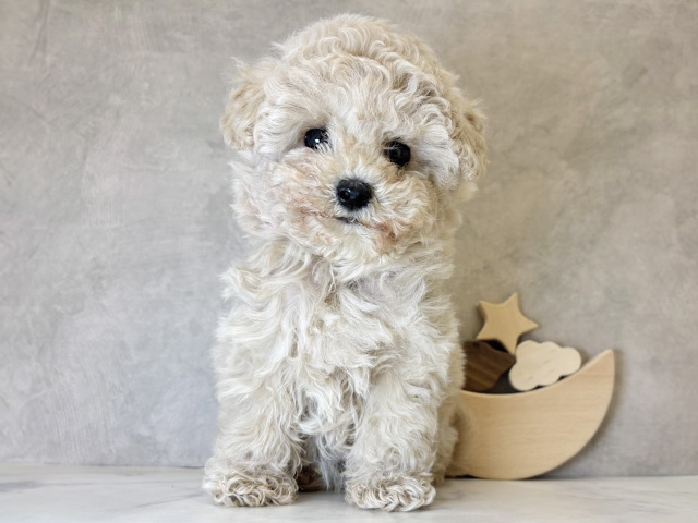 京都府のトイプードル(タイニー) (ペッツファースト京都四条河原町店/2025年10月3日生まれ/女の子/カフェオレ)の子犬の1枚目の画像