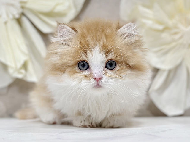 東京都のミヌエット (ペッツファースト原宿店/2025年10月3日生まれ/男の子/レッドタビーホワイト)の子猫の1枚目の画像