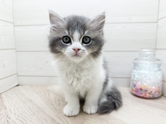 東京都のラガマフィン (ペッツファースト渋谷店/2025年10月2日生まれ/男の子/ブルーティックドタビーホワイト)の子猫の1枚目の画像