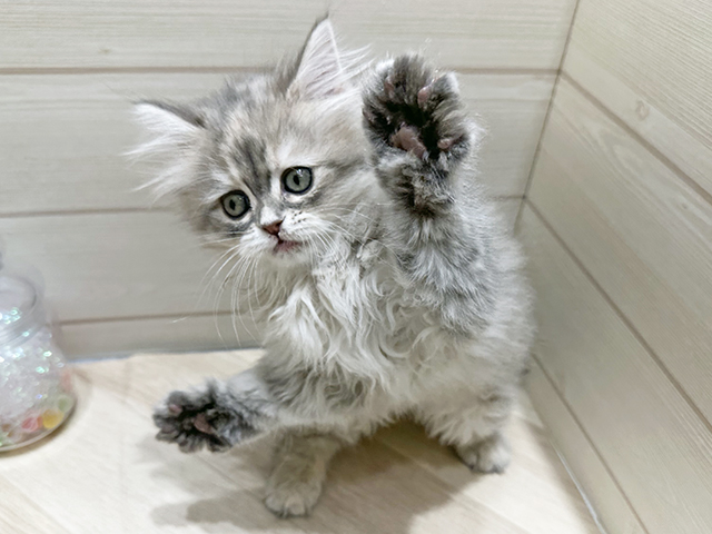 広島県のラガマフィン (ペッツファースト広島府中店/2025年9月30日生まれ/女の子/ブルーパッチドタビー)の子猫の1枚目の画像