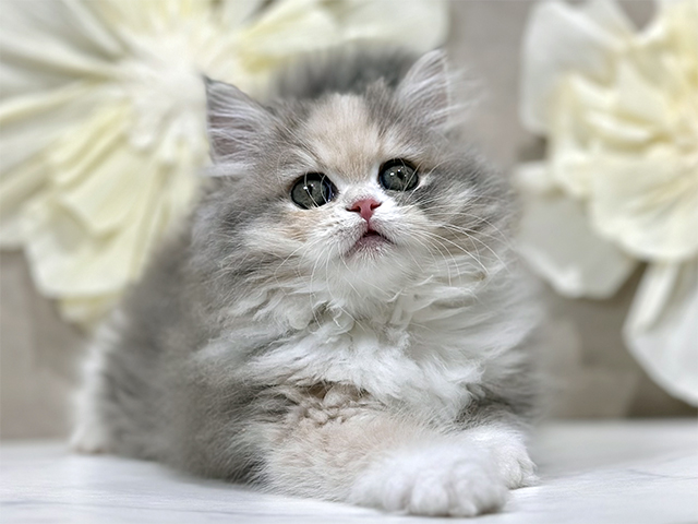 東京都のラガマフィン (ペッツファースト原宿店/2025年9月30日生まれ/女の子/ブルーパッチドタビーホワイト)の子猫の1枚目の画像