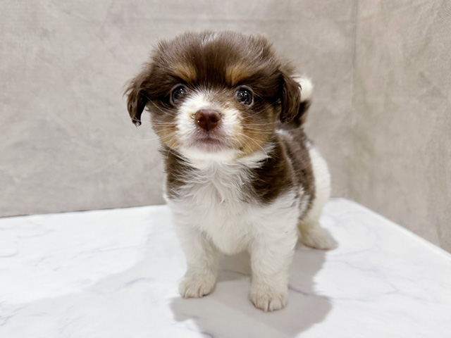 東京都のパピチー/チワパピ(パピヨン×チワワ) (ペッツファースト中野店/2025年10月3日生まれ/女の子/チョコレートタンホワイト)の子犬の1枚目の画像