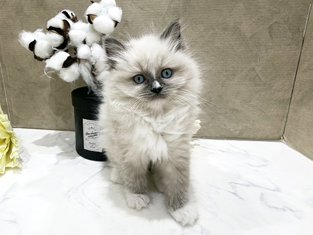 ラグドール, 性別 女の子, 誕生日 2025/10/03, 毛色 ブルーポイントミテッド, 出身 愛知県, 店舗 難波店(大阪府), お問い合わせ番号 2553764